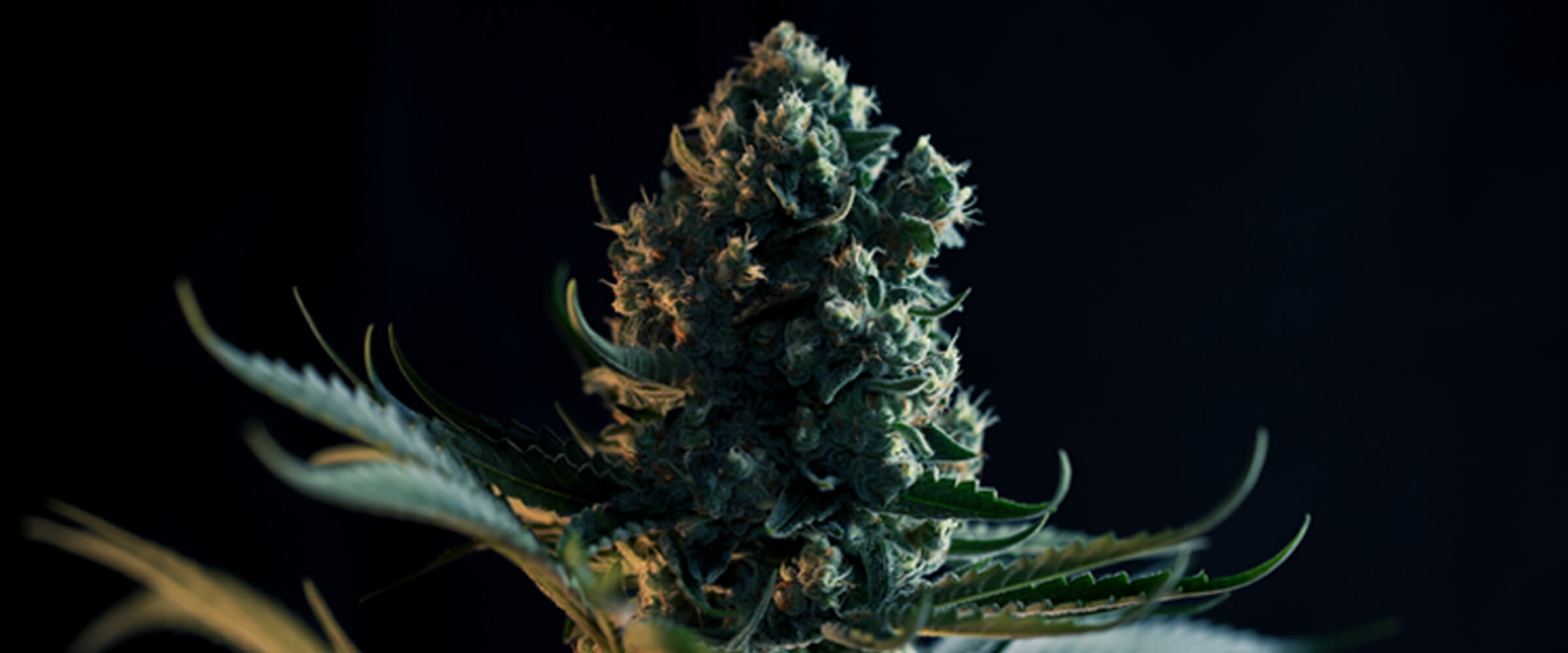 ¿Qué es la variedad Gorilla Glue? ¿Qué es la variedad Gorilla Glue?