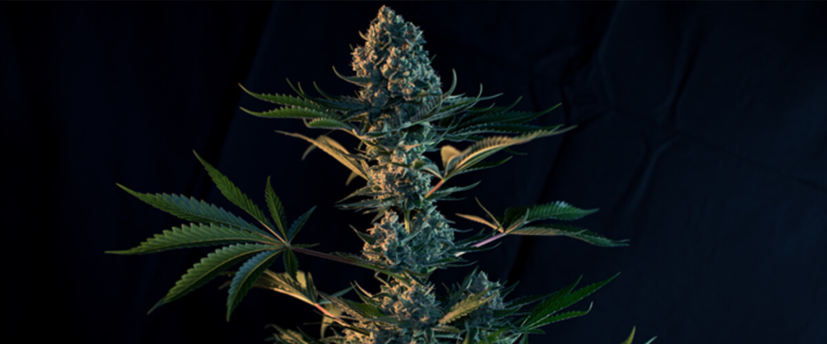 Cultivar la Royal Gorilla: Interior y exterior Cultivar la Royal Gorilla: Interior y exterior