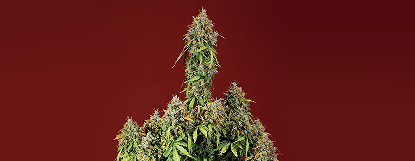 Royal Haze Automatic Royal Haze Automatic