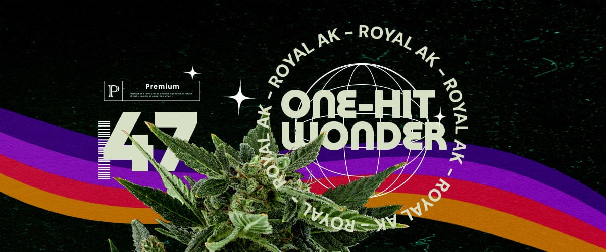 Información sobre la Cepa Royal AK Guía de Cannabis Una ilustración de un cogollo de cannabis con el texto
