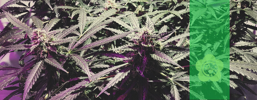 Royal Critical Auto Royal Critical Auto