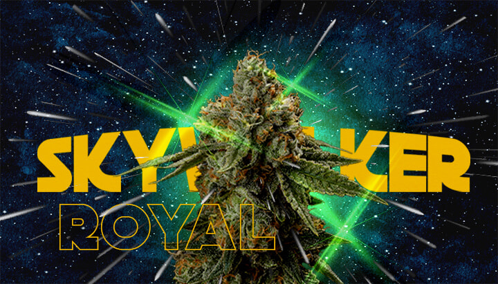 Una ilustración de un cogollo de cannabis con el texto 