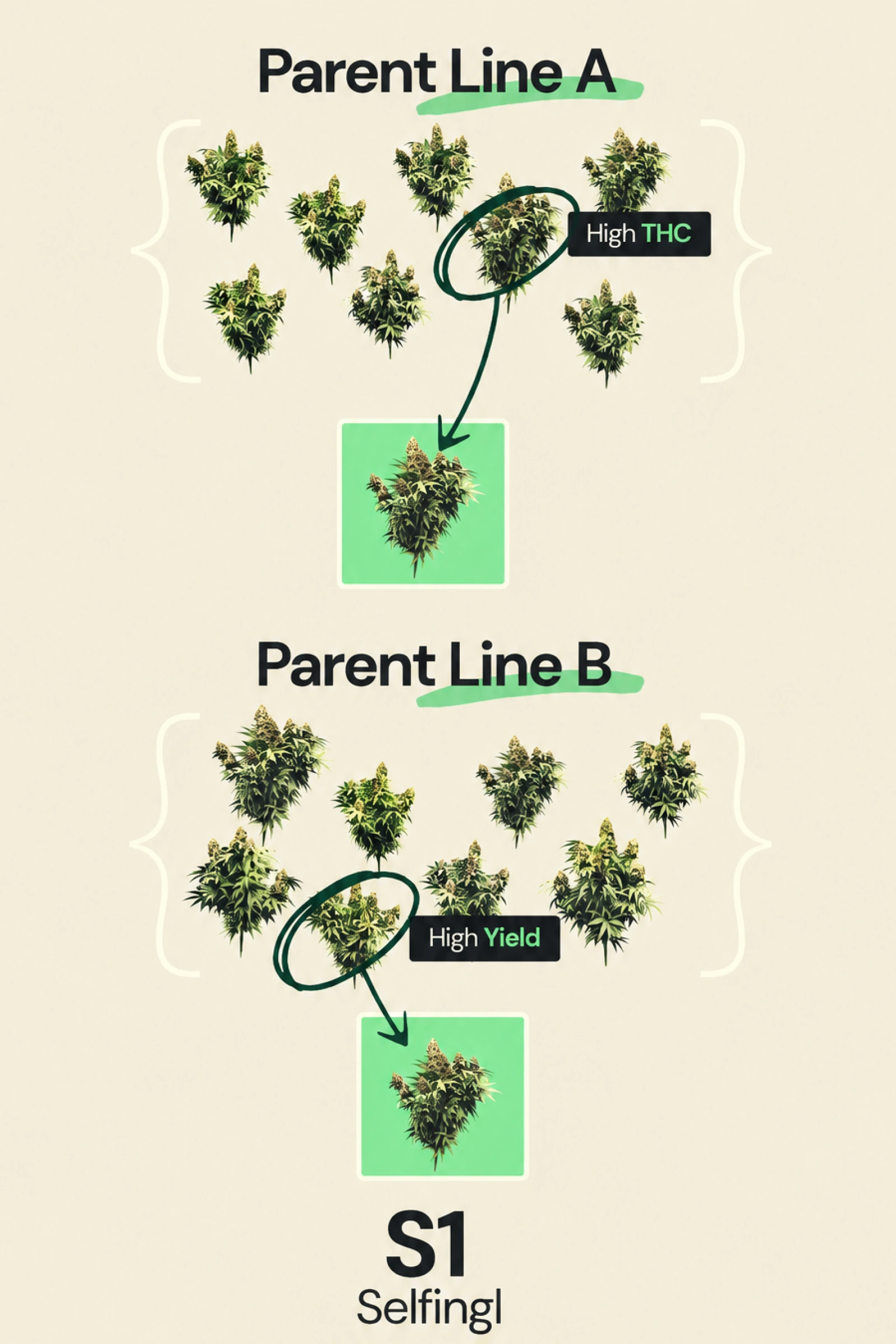 Diagrama que explica el selfing S1 en el breeding de cannabis híbrido F1, mostrando la línea parental A seleccionada por alto THC y la línea parental B seleccionada por alto rendimiento como parte del desarrollo de líneas endogámicas.