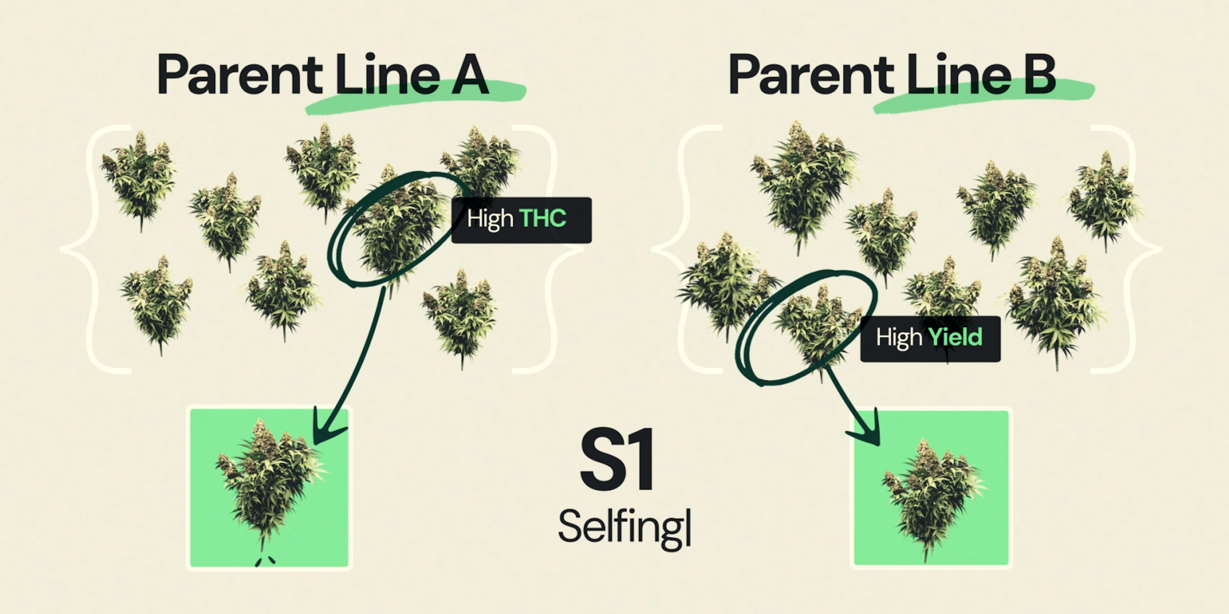 Diagrama que explica el selfing S1 en el breeding de cannabis híbrido F1, mostrando la línea parental A seleccionada por alto THC y la línea parental B seleccionada por alto rendimiento como parte del desarrollo de líneas endogámicas.
