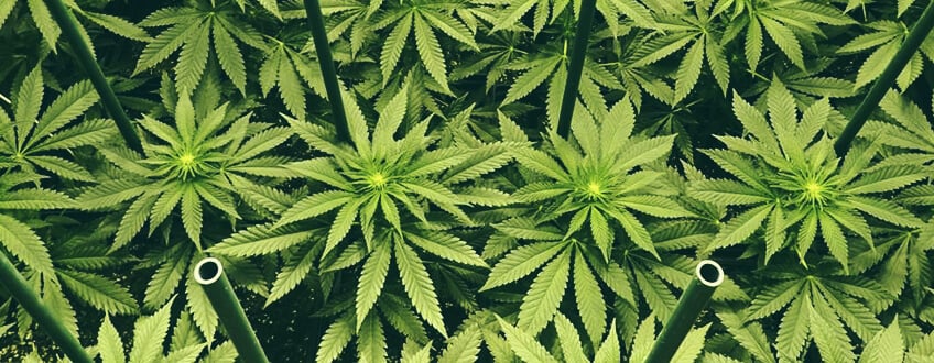 "Sea of green" es una técnica de manipulación de cannabis