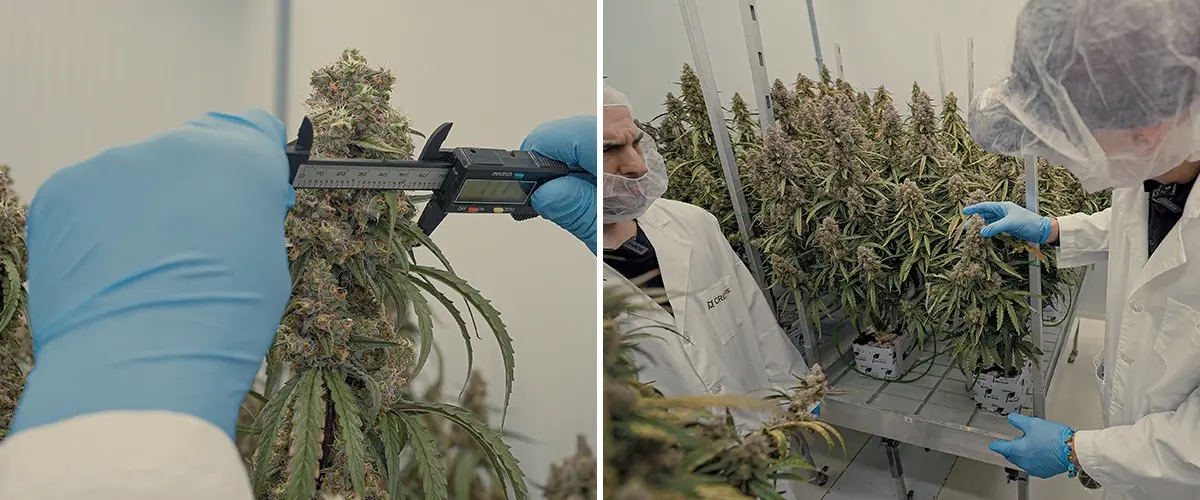 Guía SOP Híbridos de Cannabis F1 CRIC Labs Una ilustración de híbridos de cannabis F1 uniformes creciendo en un entorno controlado de CRIC Labs, destacando la consistencia en tamaño, forma, potencia y sabor, sobre un fondo verde.