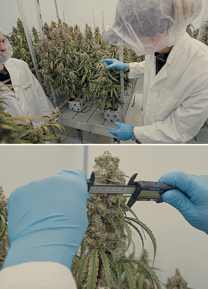 Guía SOP Híbridos de Cannabis F1 CRIC Labs Una ilustración de híbridos de cannabis F1 uniformes creciendo en un entorno controlado de CRIC Labs, destacando la consistencia en tamaño, forma, potencia y sabor, sobre un fondo verde.