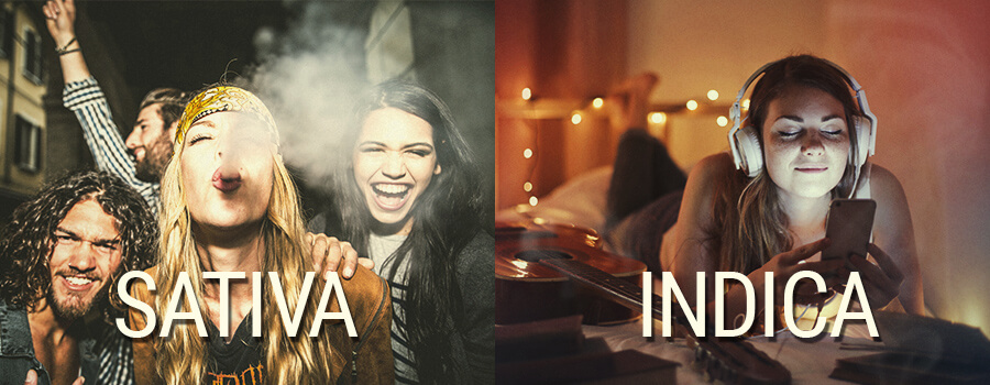 Efectos Sativa vs Indica
