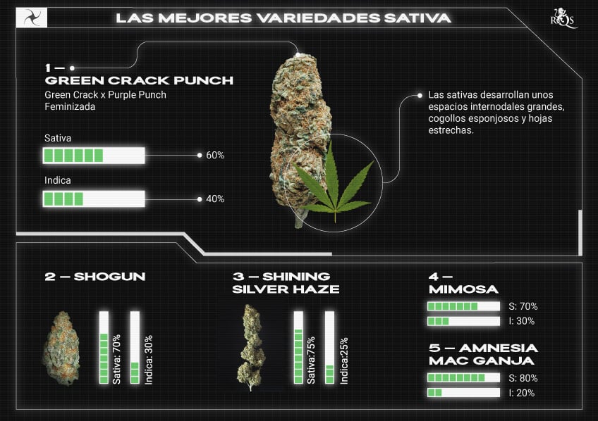 Top RQS Sativa Strains