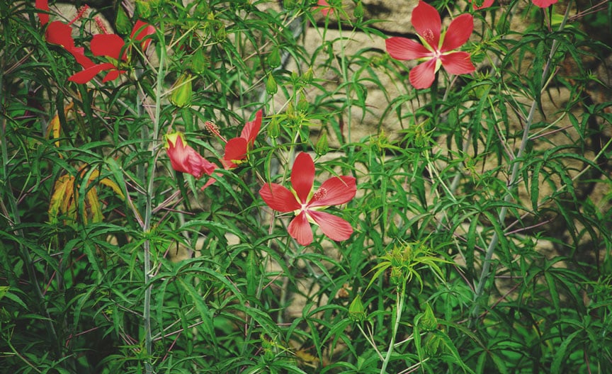 Hibisco escarlata (Hibiscus coccineus)