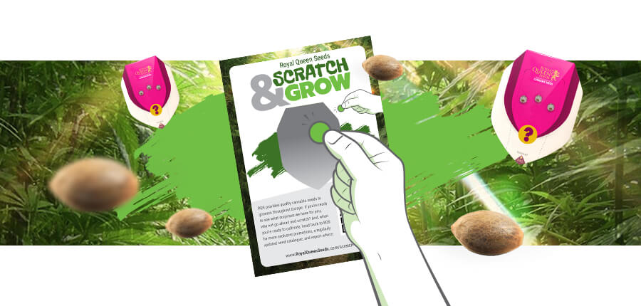 Scratch Card Scratch Card