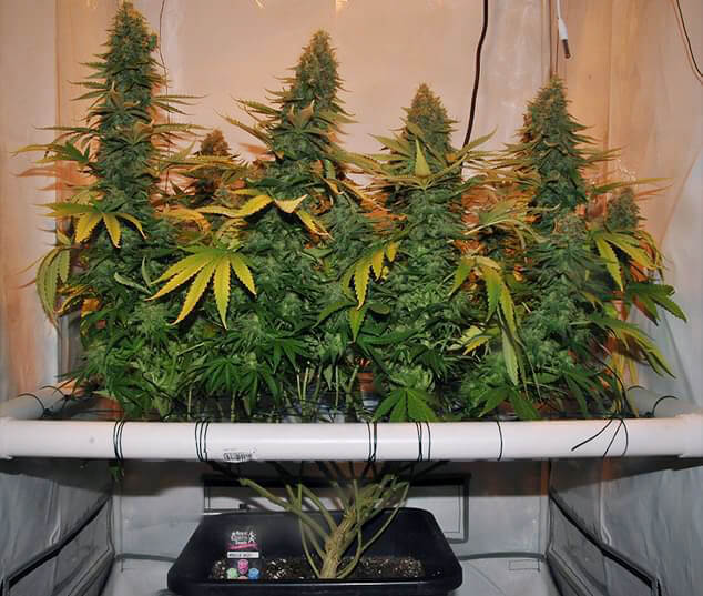 Scrog-Amnesia_4.jpg