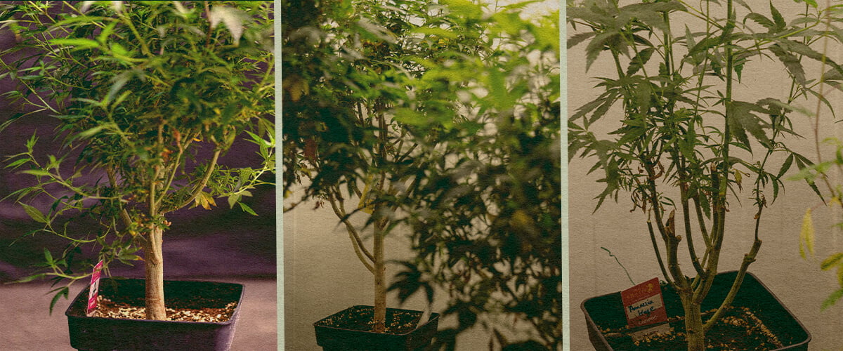 Cómo elegir una planta madre Cómo elegir una planta madre