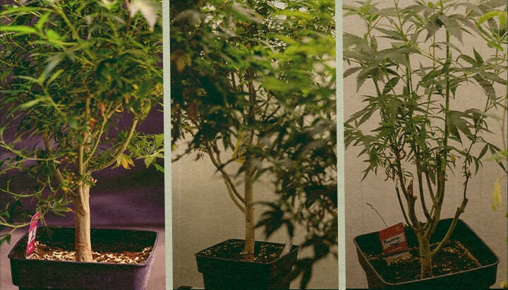Cómo elegir una planta madre Cómo elegir una planta madre