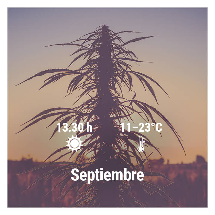 Cómo cultivar cannabis en exterior en Alemania, Septiembre