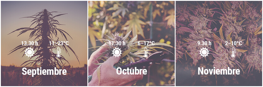 Cómo cultivar cannabis en exterior en Alemania, Septiembre, Octubre, Noviembre