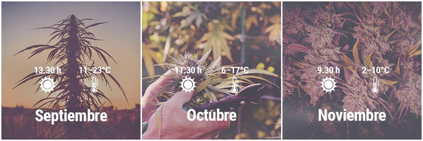 Cómo cultivar cannabis en exterior en Alemania, Septiembre, Octubre, Noviembre