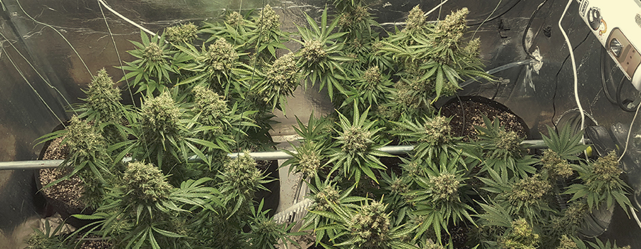 Shining Silver Haze Shining Silver Haze