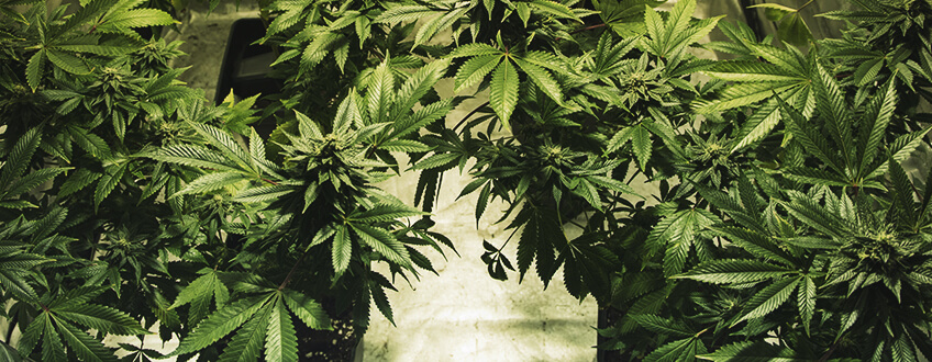 Shining Silver Haze Shining Silver Haze