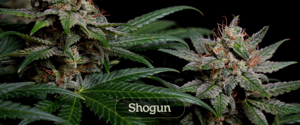 Shogun Shogun