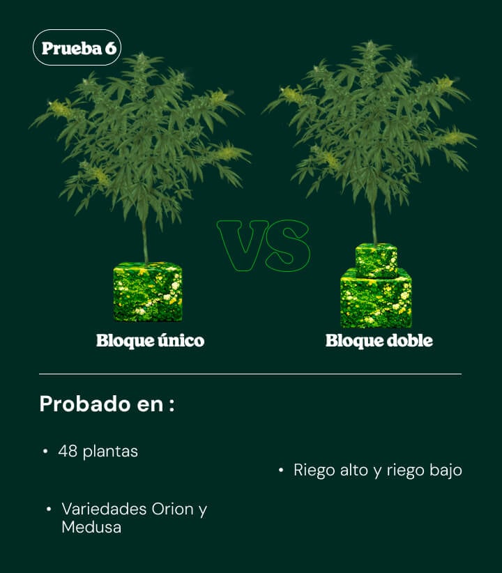 Introducción al ensayo 6: single block vs dual block Introducción al ensayo 6 comparando sistemas de riego single block y dual block en plantas de cannabis