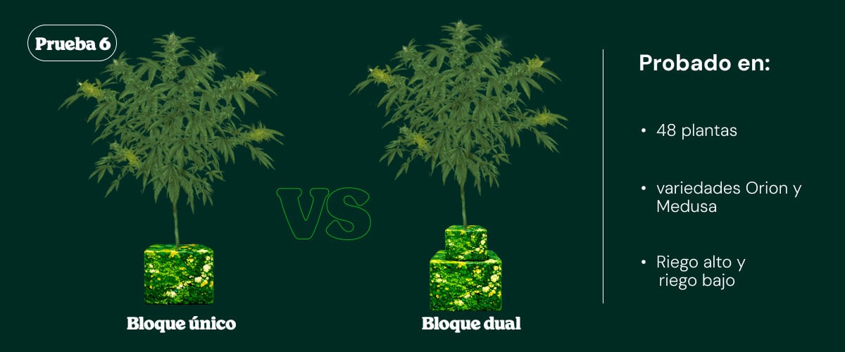 Introducción al ensayo 6: single block vs dual block Introducción al ensayo 6 comparando sistemas de riego single block y dual block en plantas de cannabis