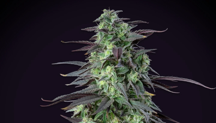 Skunk XL: mayor rendimiento por debajo de 100 cm Planta de cannabis Skunk XL con cogollos densos y escarchados, hojas verde-moradas, pistilos blancos y una estructura de floración compacta sobre un fondo oscuro.