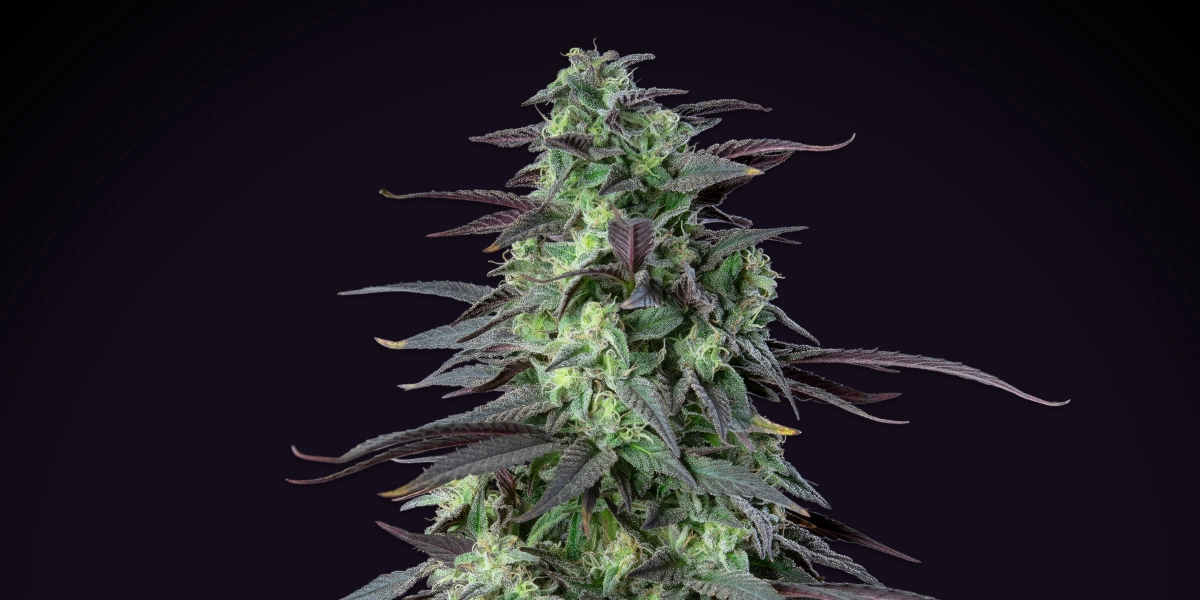 Skunk XL: mayor rendimiento por debajo de 100 cm Planta de cannabis Skunk XL con cogollos densos y escarchados, hojas verde-moradas, pistilos blancos y una estructura de floración compacta sobre un fondo oscuro.