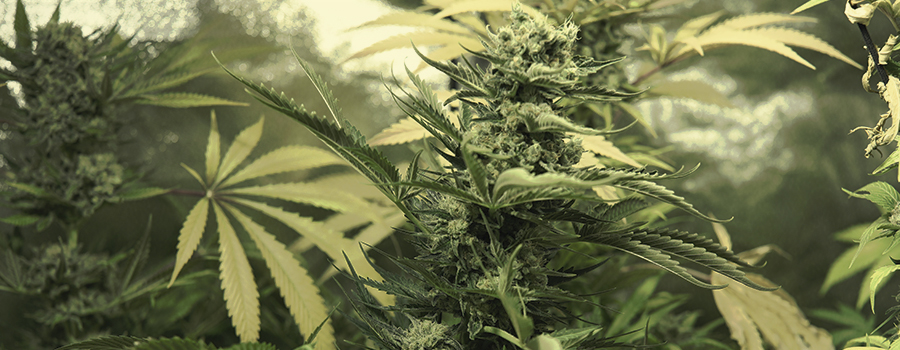 Skunk XL Skunk XL
