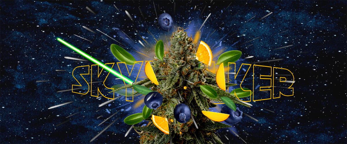 Una ilustración de un cogollo de cannabis con el texto 