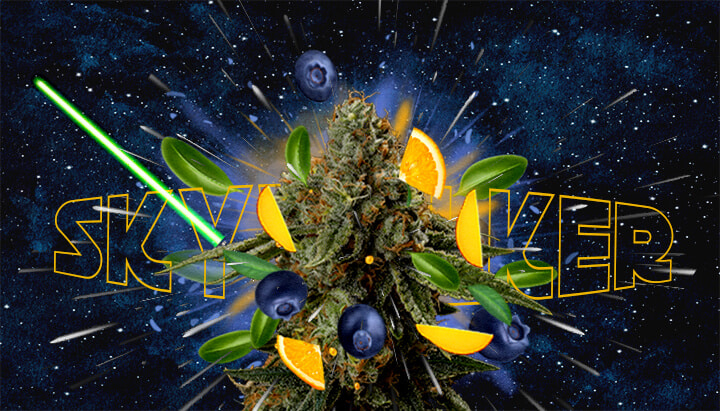 Una ilustración de un cogollo de cannabis con el texto 