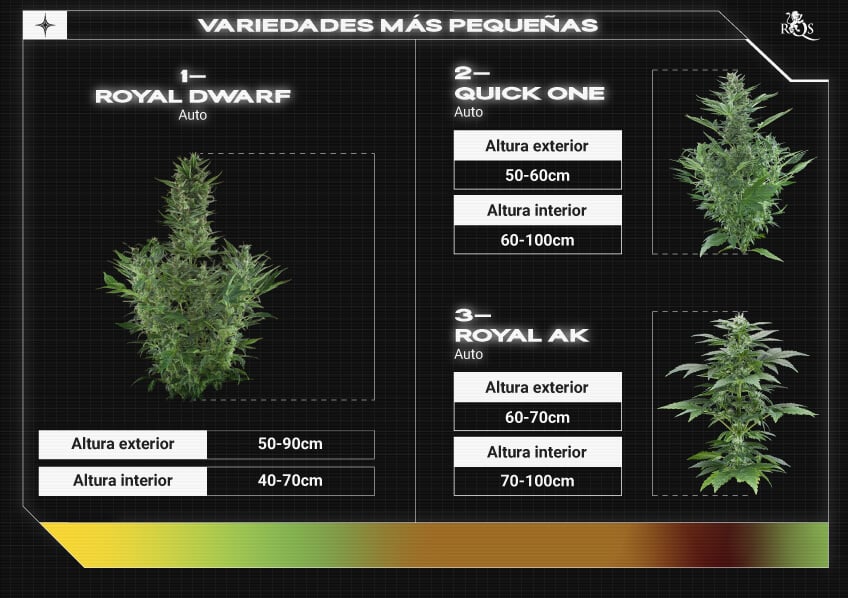 Top RQS Small Plants