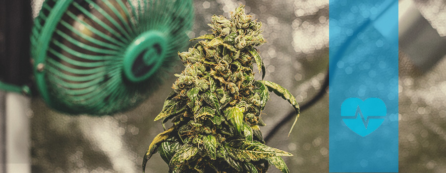 Solomatic CBD Solomatic CBD