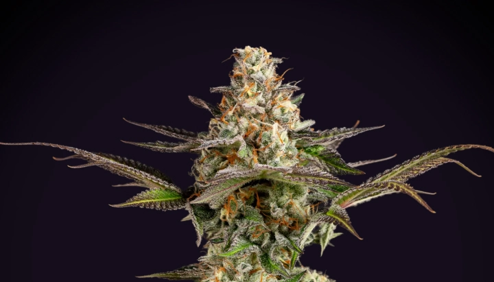 Somango XL: rendimiento compacto y denso Planta de cannabis Somango XL con una cola densa y escarchada, pistilos naranjas, hojas verde-moradas y una estructura de floración compacta sobre un fondo oscuro.