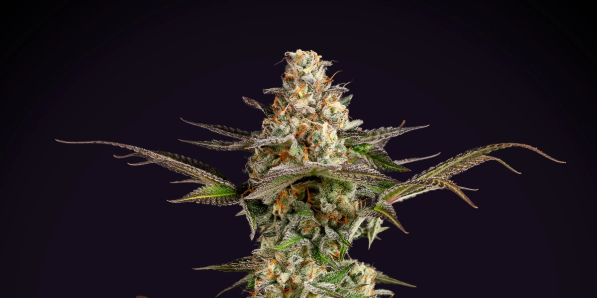 Somango XL: rendimiento compacto y denso Planta de cannabis Somango XL con una cola densa y escarchada, pistilos naranjas, hojas verde-moradas y una estructura de floración compacta sobre un fondo oscuro.