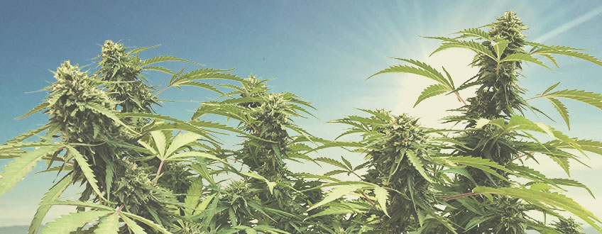 Sour Diesel Sour Diesel