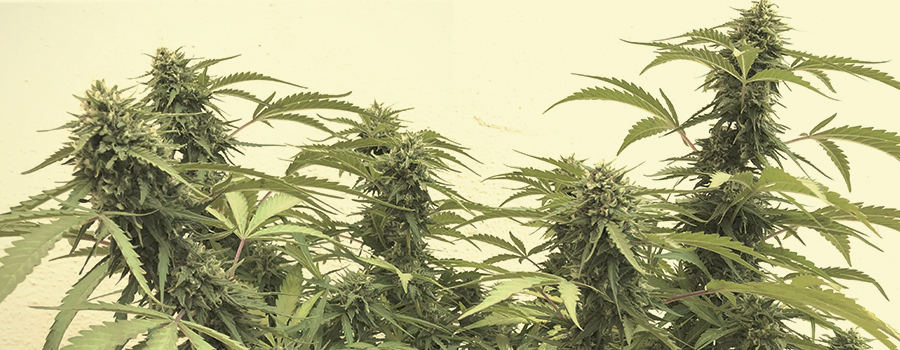 Sour Diesel Sour Diesel