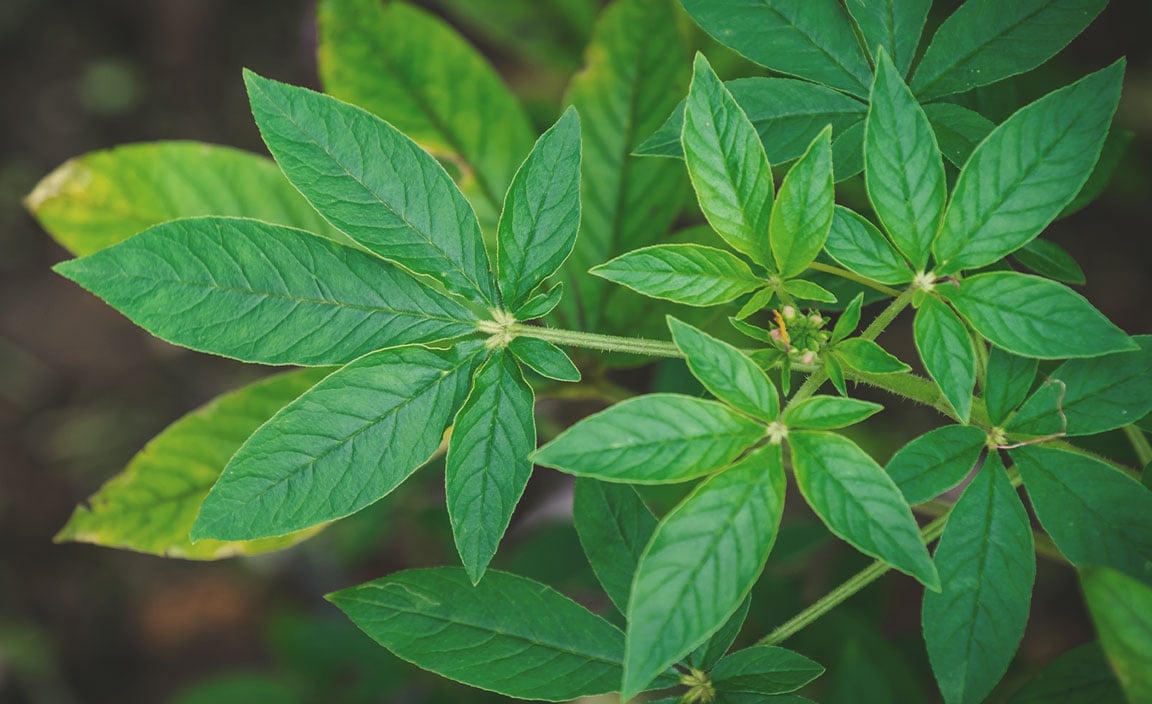 Planta araña (Cleome spinosa)