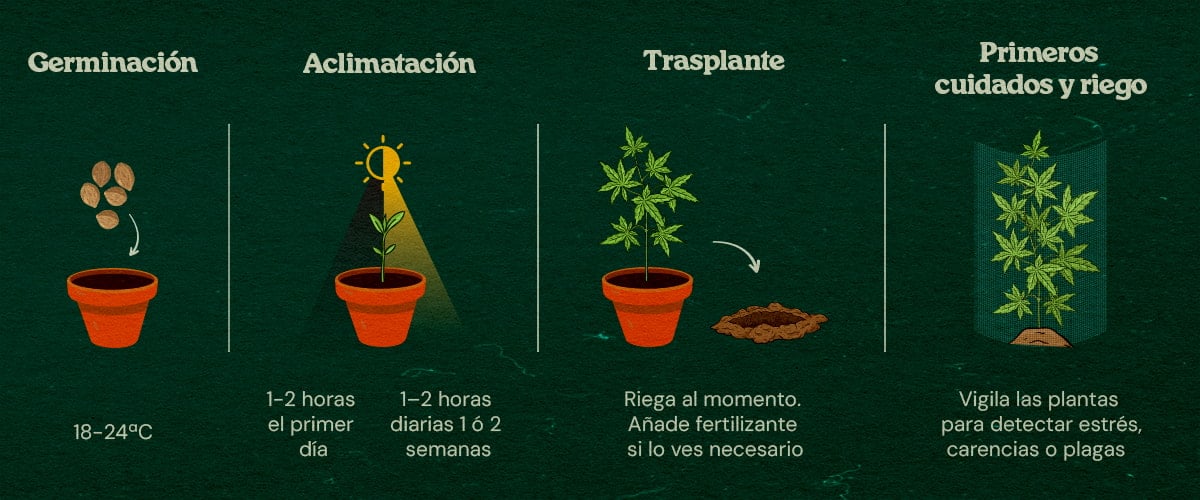 Guía Paso a Paso para Cultivo Guerrilla Plantas jóvenes de cannabis en un bosque con guía paso a paso para empezar en interior, aclimatar, trasplantar y cuidar, rodeadas de árboles y cobertura natural.