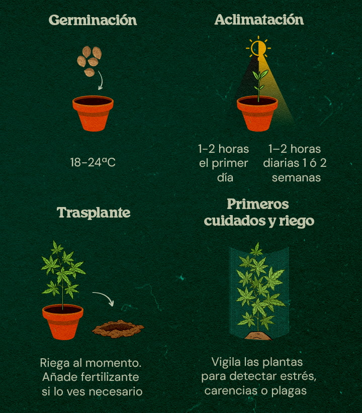 Guía Paso a Paso para Cultivo Guerrilla Plantas jóvenes de cannabis en un bosque con guía paso a paso para empezar en interior, aclimatar, trasplantar y cuidar, rodeadas de árboles y cobertura natural.