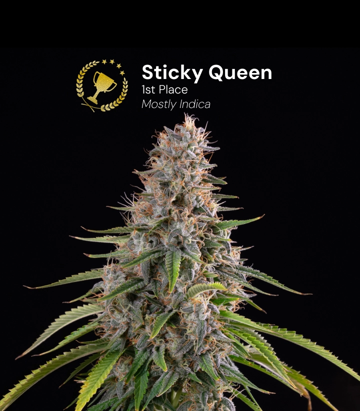 Sticky Queen, variedad de cannabis premiada Descubre Sticky Queen, una variedad de cannabis principalmente índica y premiada, con cogollos densos y resinosos.