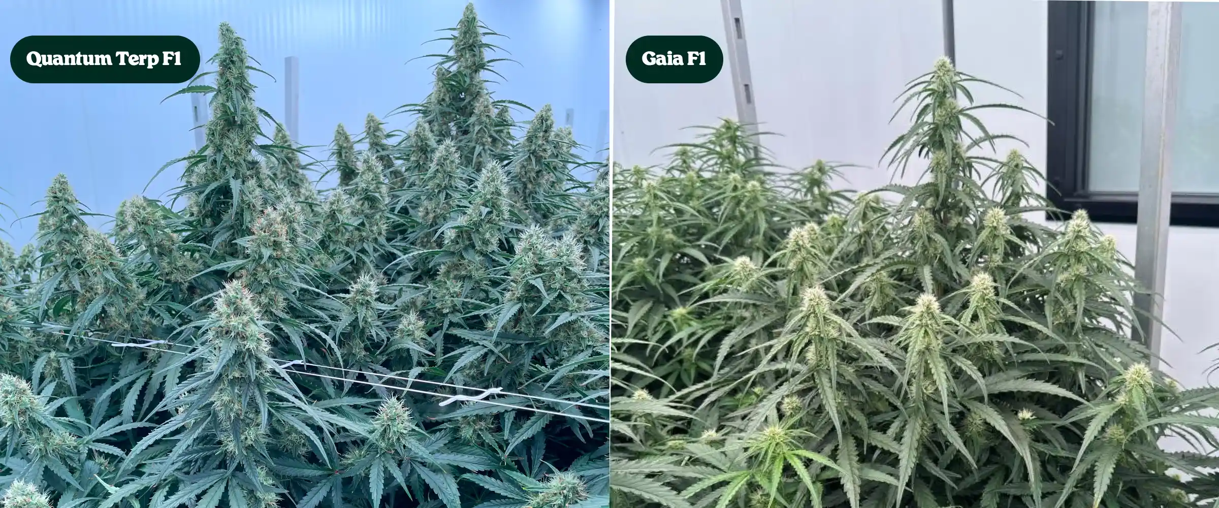Comparación lado a lado de plantas de cannabis Quantum Terp F1 y Gaia F1 en floración, mostrando colas altas y resinosas, canopias verdes densas y estructuras florales maduras.