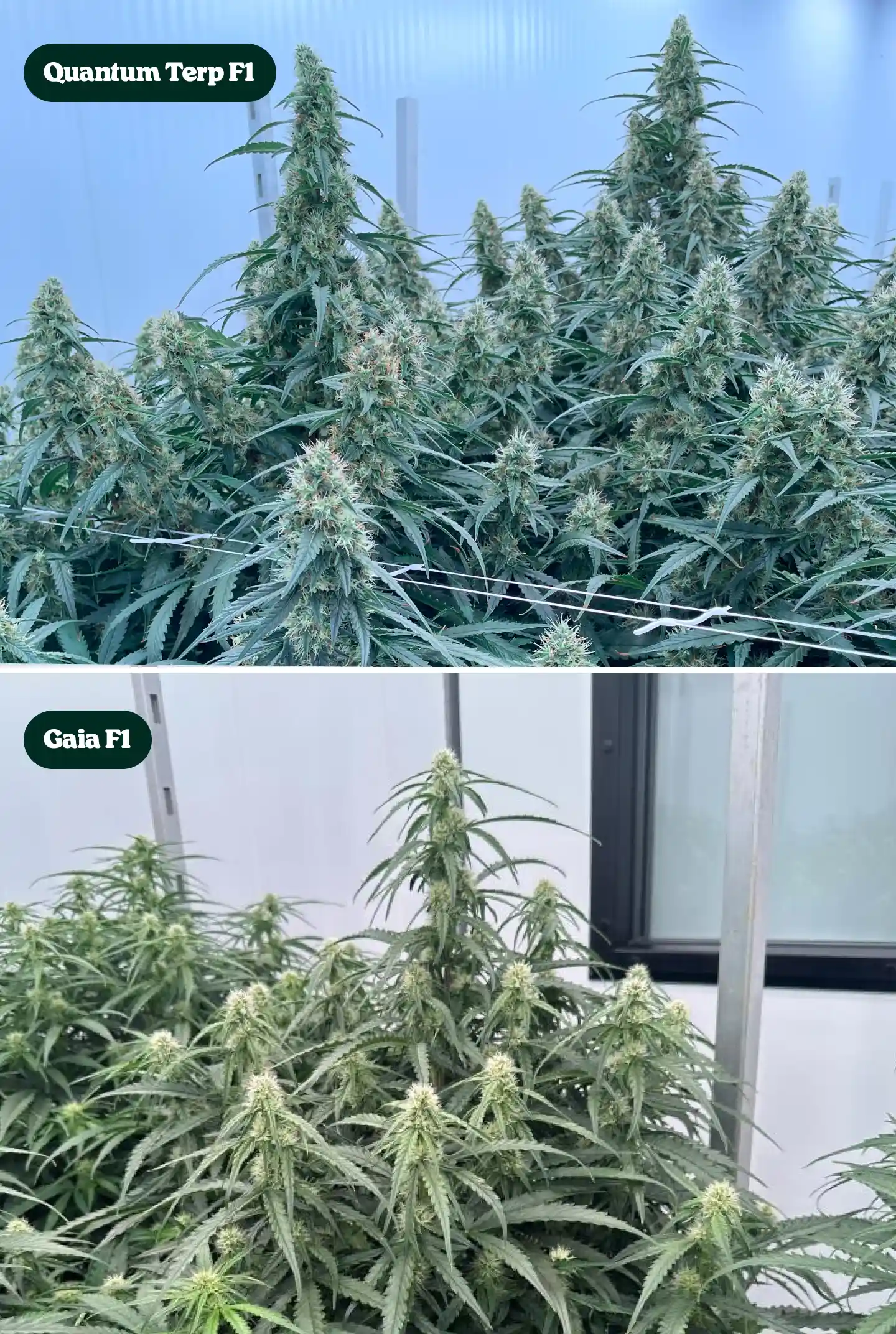 Comparación lado a lado de plantas de cannabis Quantum Terp F1 y Gaia F1 en floración, mostrando colas altas y resinosas, canopias verdes densas y estructuras florales maduras.