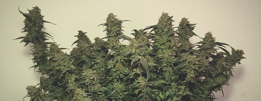 Stress Killer Automatic CBD Royal Queen Seeds