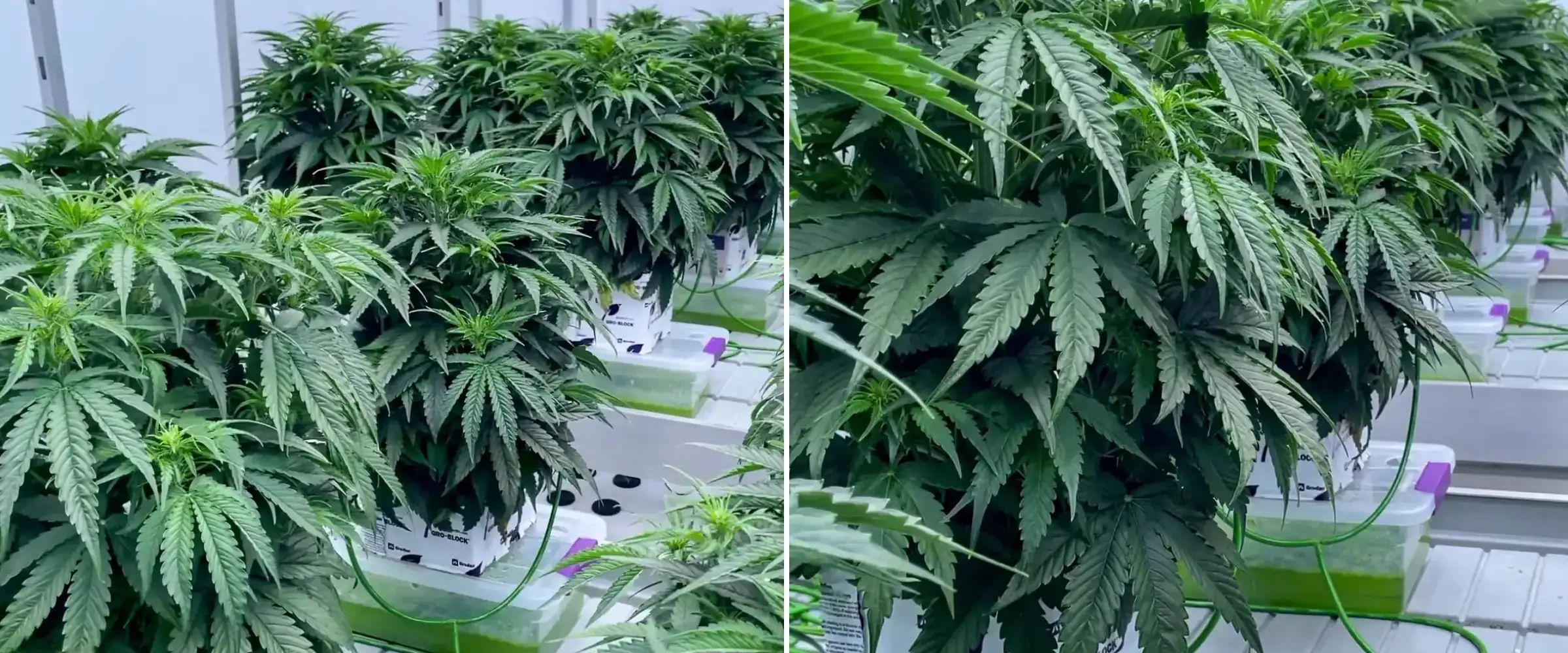 Plantas de cannabis creciendo en bloques de lana de roca durante un ensayo controlado, mostrando follaje verde denso, líneas de riego, bandejas hidropónicas y un desarrollo sano al inicio de la floración.