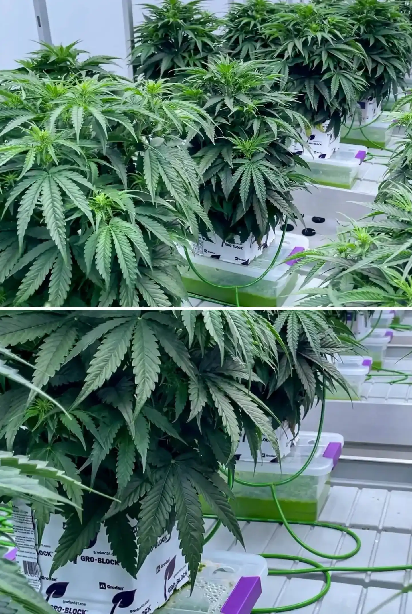 Plantas de cannabis creciendo en bloques de lana de roca durante un ensayo controlado, mostrando follaje verde denso, líneas de riego, bandejas hidropónicas y un desarrollo sano al inicio de la floración.
