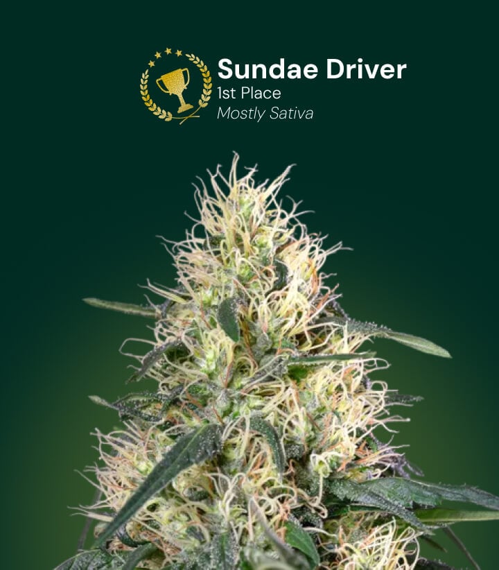 Flor de cannabis Sundae Driver, ganadora del 1er puesto, mayormente sativa