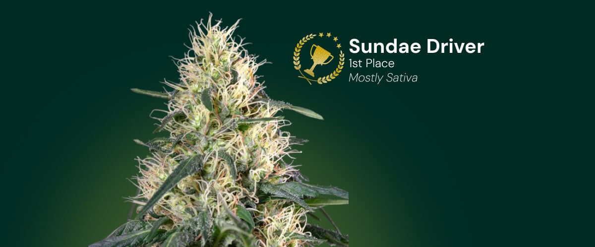 Flor de cannabis Sundae Driver, ganadora del 1er puesto, mayormente sativa