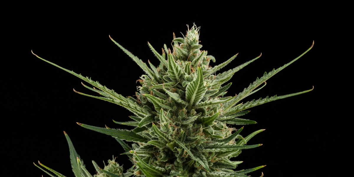 Cogollo de cannabis Sweet Skunk Auto con flores densas y resinosas, hojas de azúcar verdes, pistilos naranjas y crecimiento compacto sobre un fondo oscuro.