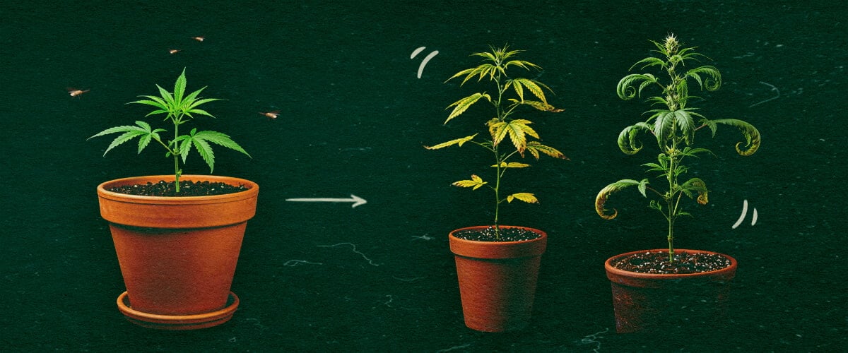 Síntomas de CCYV en plantas de cannabis Tres plantas de cannabis en maceta mostrando síntomas de CCYV con hojas amarillentas y rizadas en fondo verde.